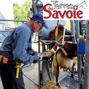 Le Pédicure Bovin, Un Professionnel Au Service De L’éleveur Et De Ses Animaux