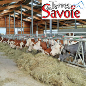 L’entrée En étable Se Prépare, Cap Sur La Ration Hivernale